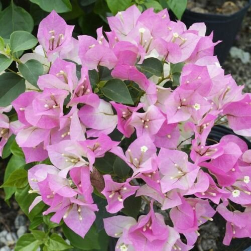 Well Rooted **IMPERIAL THAI DELIGHT** Bougainvillea starter/plug plant*