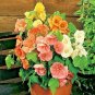 50+ABUTILON Bellevue Mix Seeds Parlor Maple Indoor/Outdoor Tropical Houseplant