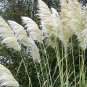 200 WHITE PAMPAS GRASS Cortaderia Selloana Ornamental Flower Seeds