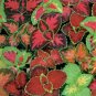 350+COLEUS RAINBOW MIX Flower Seeds Shade Garden Patio Container Houseplant
