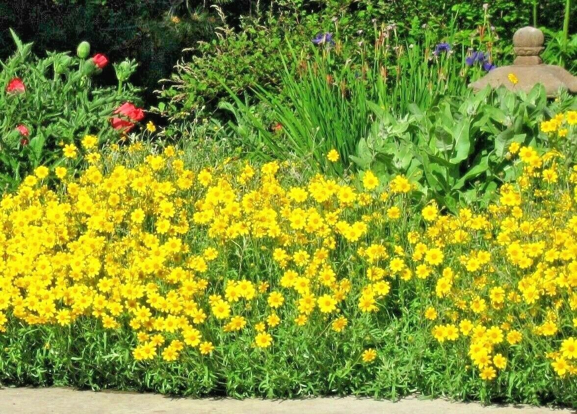 300+OREGON SUNSHINE Seeds WOOLEY SUNFLOWER Native Wildflower Drought