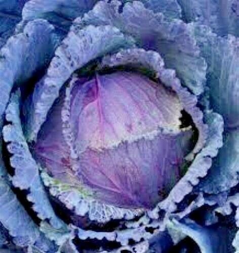 600+RED ACRE CABBAGE Seeds Heirloom Organic Spring/Fall Garden Patio Container