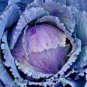 600+RED ACRE CABBAGE Seeds Heirloom Organic Spring/Fall Garden Patio Container