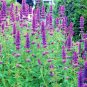 100+PURPLE GIANT HYSSOP Flower Seed American Native Wildflower Prairie Woodlands