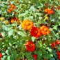 125+MEXICAN SUNFLOWER Seeds Hummingbirds Butterflies Bee's Blooms to Late Fall