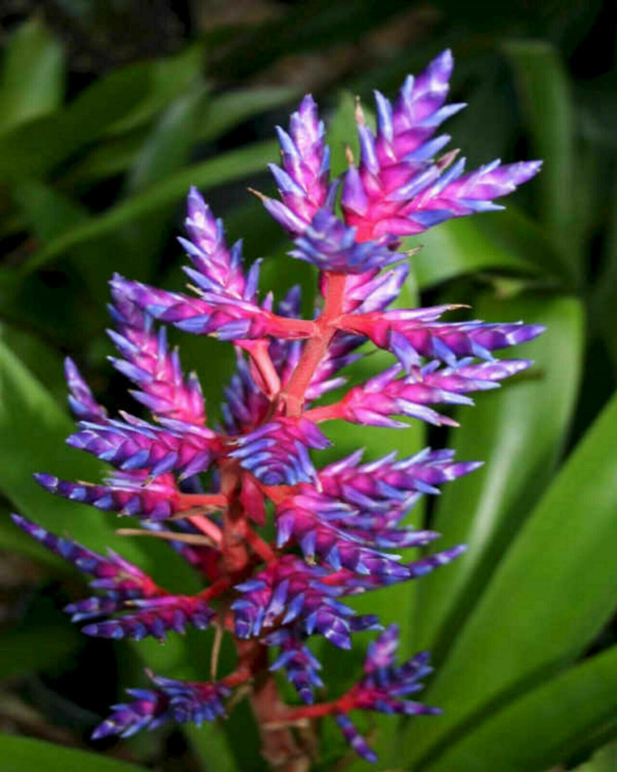 Aechmea Blue Tango Bromeliad one tropical plant 17'' tall