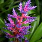 Aechmea Blue Tango Bromeliad one tropical plant 17'' tall