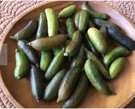 Finger Lime Tree approx. 1-2 ft