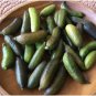 Finger Lime Tree approx. 1-2 ft