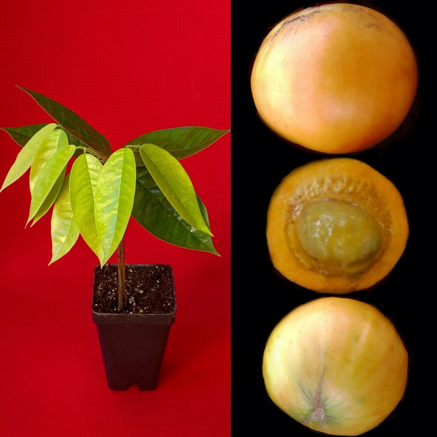 Plinia Edulis Cambuca Seedling Potted Fruit Tree Plant