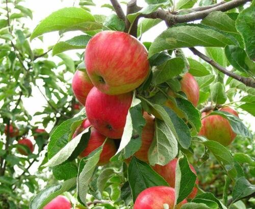 1 DWARF FUJI APPLE TREE 1 FT FLOWERING FRUIT TREES