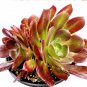 8 Inch Aeonium 'Blushing Beauty' Succulent Plant