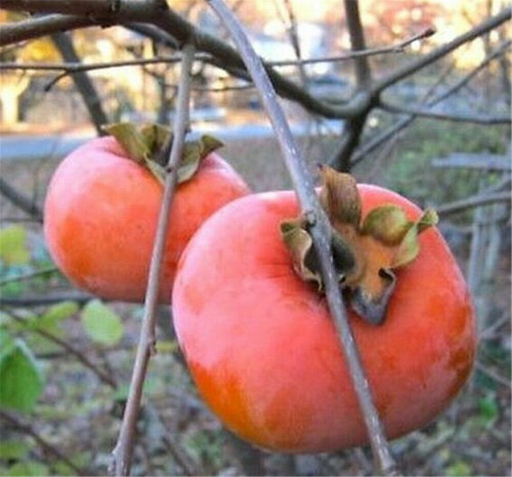 1 FUYU PERSIMMONS TREE 12 FT FRUIT TREES HOME GARDEN