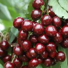 1 STELLA CHERRY TREE 1-2 FT **** FRUIT TREES FRUIT BASKET