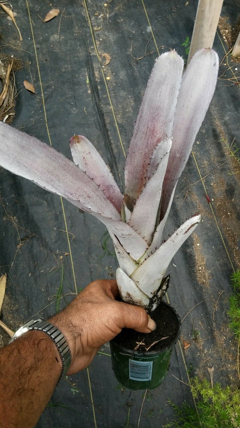 Starter Plant - Seedling Plant - bromeliad aechmea malva live plant