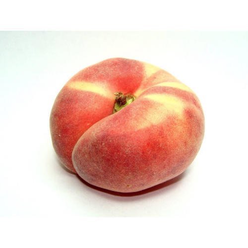 4 GALAXY DOUGHNUT PEACH FLAT DONUT (FF) Cutting Rooting Grafting SCION WOOD 10-12.