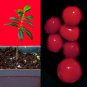 Eugenia Ligustrina Privett Stopper Red Cherry Fruit Tropical Tree Plant RARE