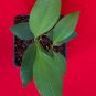 Cassia Chinese Cinnnamon Cinnamomum Starter Tree Potted Plant Spice