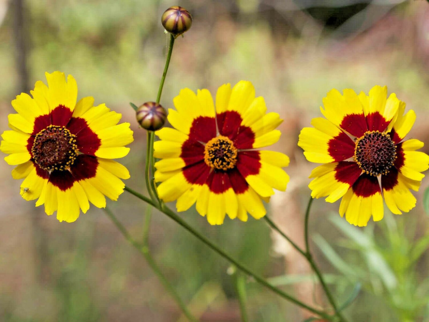 2000+PLAINS COREOPSIS Seeds American Native Wild Flower Drought Butterflies Easy