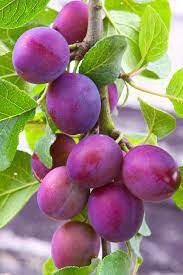 5 METHLEY PLUM Fruit Tree (FF) Cutting Rooting Grafting SCION WOOD SCIONWOOD 10-12.