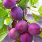 5 METHLEY PLUM Fruit Tree (FF) Cutting Rooting Grafting SCION WOOD SCIONWOOD 10-12.