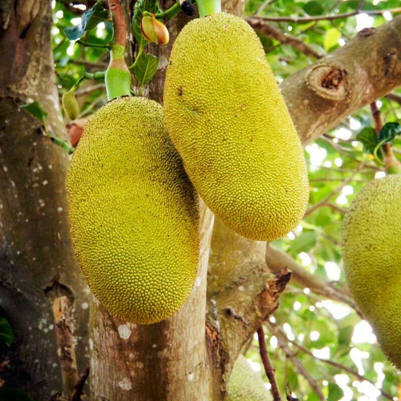 Starter Plant - Seedling Plant - jackfruit live tree plants (Artocarpus heterophyllus) 3'' to 6''