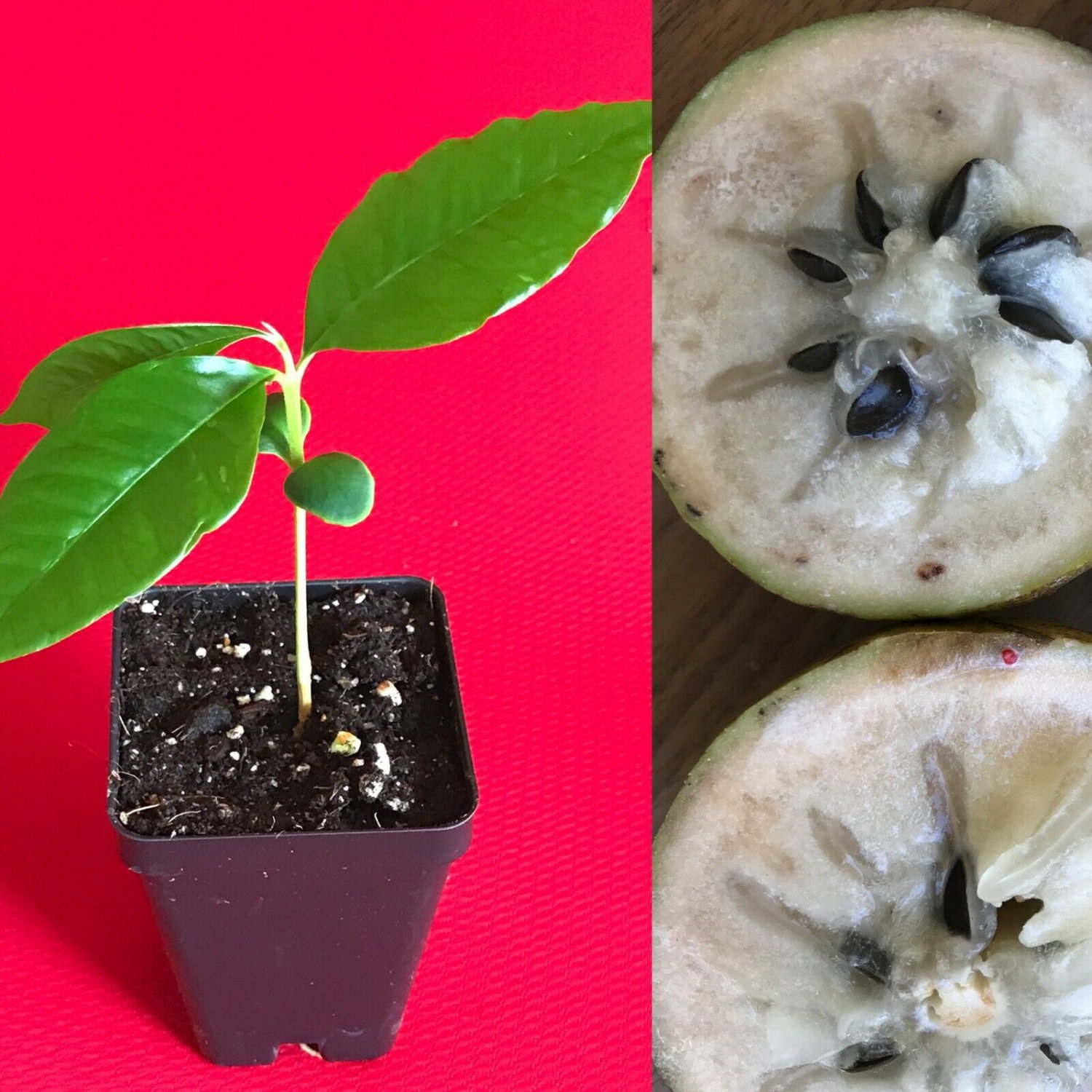 Caimito GREEN Star Apple Chrysophyllum cainito Seedling Plant Potted Fruit Tree