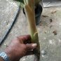 Bromeliad Aechmea blanchetiana live plant 14''