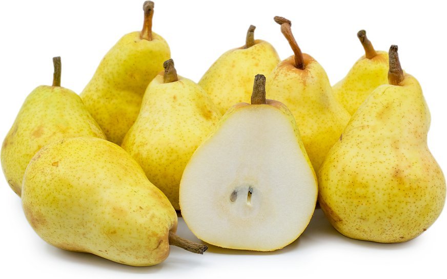 8 BARTLETT PEAR Fruit Tree (FF) Cutting Rooting Grafting Scion Wood SCIONWOOD 10-12.