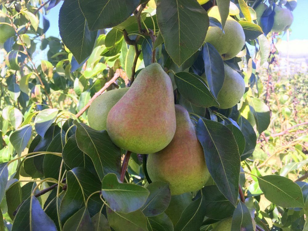 8 SHENANDOAH PEAR Fruit Tree (FF) Cutting Rooting Grafting SCION WOOD SCIONWOOD10-12.