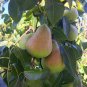 8 SHENANDOAH PEAR Fruit Tree (FF) Cutting Rooting Grafting SCION WOOD SCIONWOOD10-12.