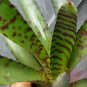 bromeliad neoregelia hannibal lecter live plant