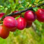5 BEAUTY PLUM Fruit Tree (FF) Cutting Rooting Grafting Scion Wood SCIONWOOD 10-12.