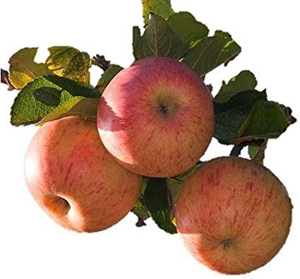 5 WINESAP APPLE Fruit Tree (FF) Cutting Rooting Grafting SCION WOOD SCIONWOOD 10-12.