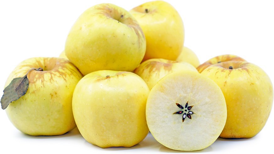 15 GOLDEN DELICIOUS APPLE Fruit Tree (FF) Cutting Rooting Grafting SCION WOOD 10-12""