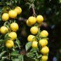 3 GOLDEN NECTAR PLUM Gold Fruit Tree (FF) Cutting Rooting Grafting SCION WOOD 10-12.