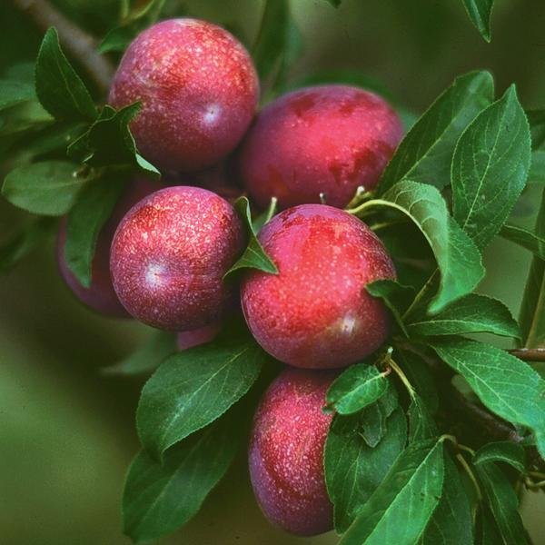 3 OZARK PREMIER PLUM Fruit Tree (FF) Cutting Rooting Grafting SCION WOOD 10-12.