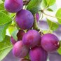 3 METHLEY PLUM Fruit Tree (FF) Cutting Rooting Grafting SCION WOOD SCIONWOOD 10-12.