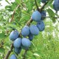 3 STANLEY PLUM FRUIT TREE (FF) Cutting Rooting Grafting SCION WOOD SCIONWOOD 10-12.