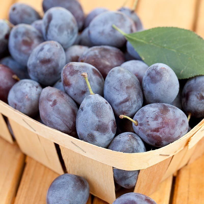 3 BLUE DAMSON PLUM Fruit Tree (FF) Cutting Rooting Grafting Scion Wood SCION 10-12.