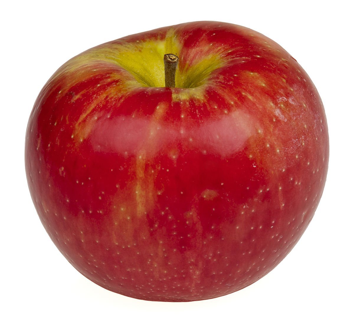 2 HONEYCRISP APPLE Fruit Tree (FF) Cutting Rooting Grafting SCION WOOD 10-12.