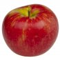 2 HONEYCRISP APPLE Fruit Tree (FF) Cutting Rooting Grafting SCION WOOD 10-12.