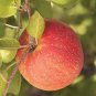 3 FUJI APPLE Fruit Tree (FF) Cutting Rooting Grafting Scion Wood SCIONWOOD 10-12.