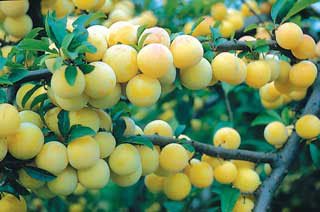 3 SHIRO PLUM YELLOW FRUIT TREE (FF) Cutting Rooting Grafting SCION WOOD 10-12 INCHES