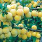 3 SHIRO PLUM YELLOW FRUIT TREE (FF) Cutting Rooting Grafting SCION WOOD 10-12 INCHES