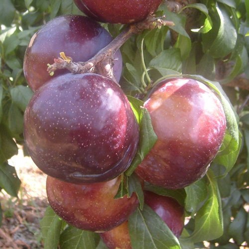 3 FRIAR PLUM Fruit Tree (FF) Cutting Rooting Grafting Scion Wood SCIONWOOD 10-12.
