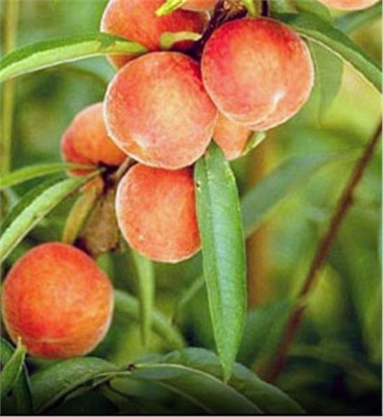 3 GEORGIA BELLE PEACH Fruit Tree (FF) Cutting Rooting Grafting SCION WOOD 10-12.