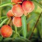 3 GEORGIA BELLE PEACH Fruit Tree (FF) Cutting Rooting Grafting SCION WOOD 10-12.