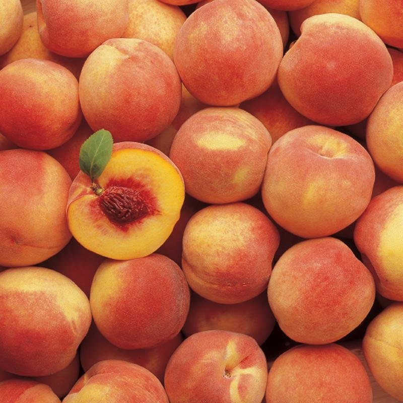 3 HALE HAVEN PEACH Fruit Tree (FF) Cutting Rooting Grafting SCION WOOD 10-12.