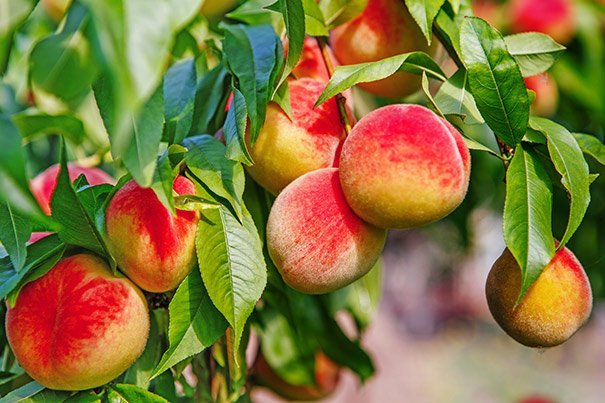 3 MAJESTIC PEACH Fruit Tree (FF) Cutting Rooting Grafting SCION WOOD SCIONWOOD 10-12.